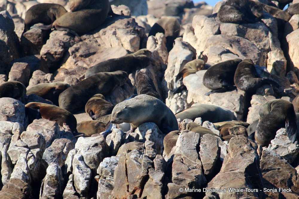 cape fur seal, whale watching, gansbaai, south africa