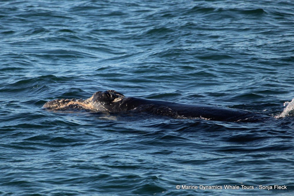 Southern right whale, whale watching, gansbaai, south africa,