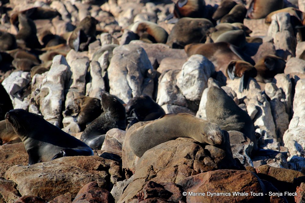 cape fur seal, whale watching, gansbaai, south africa