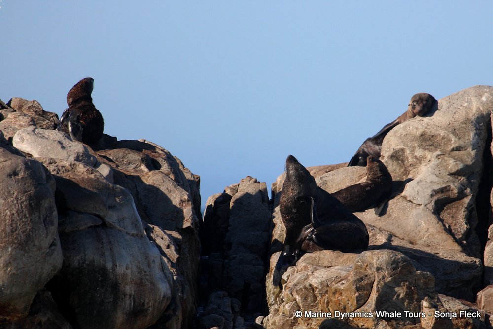 cape fur seal, whale watching, gansbaai, south africa