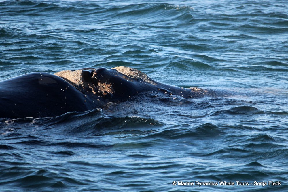 Southern right whale, whale watching, gansbaai, south africa,