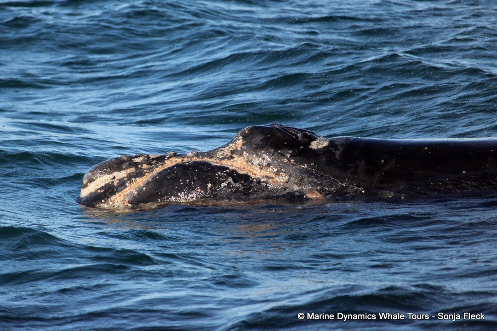 Southern right whale, whale watching, gansbaai, south africa,