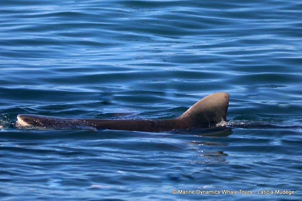 Bronze whaler shark, whale watching, gansbaai, south africa,