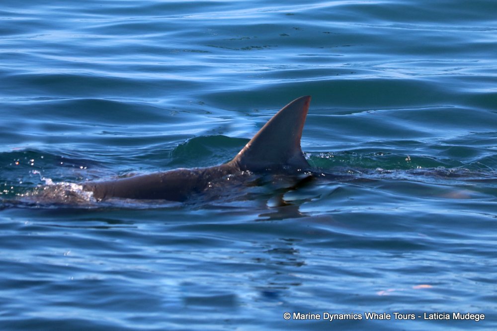 bronze whaler shark, whale watching, gansbaai, south africa,