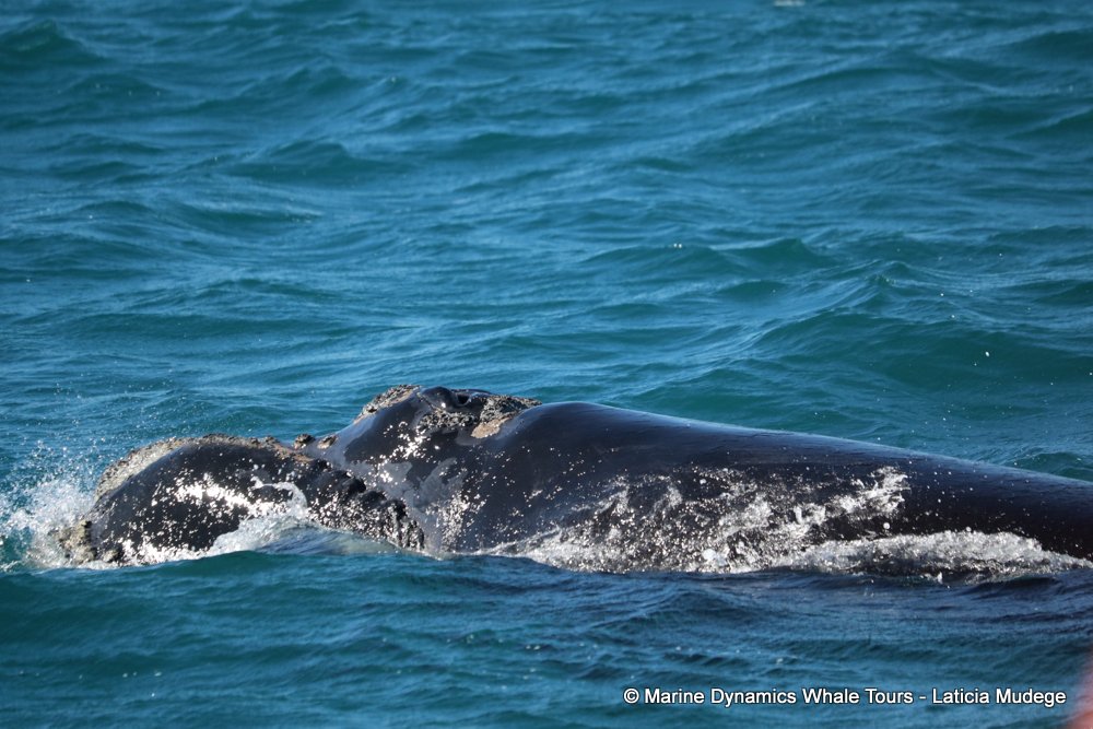 Southern Right whale watching, gansbaai, south africa,