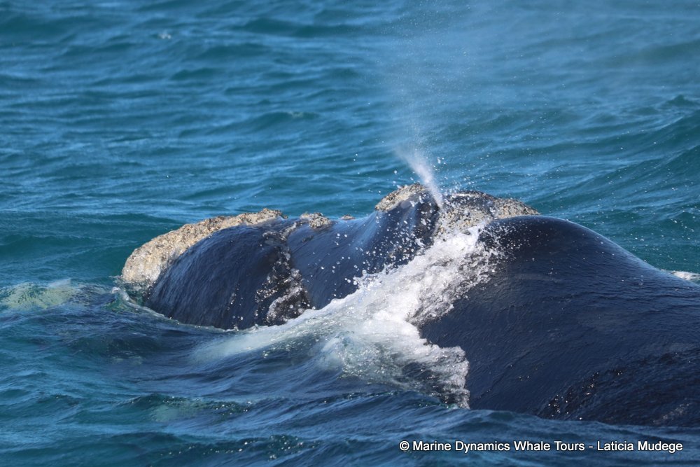 Southern right whale, whale watching, gansbaai, south africa,