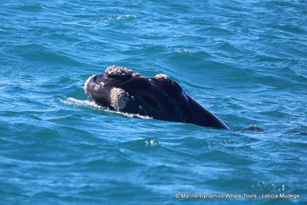 Southern right whale, whale watching, gansbaai, south africa,
