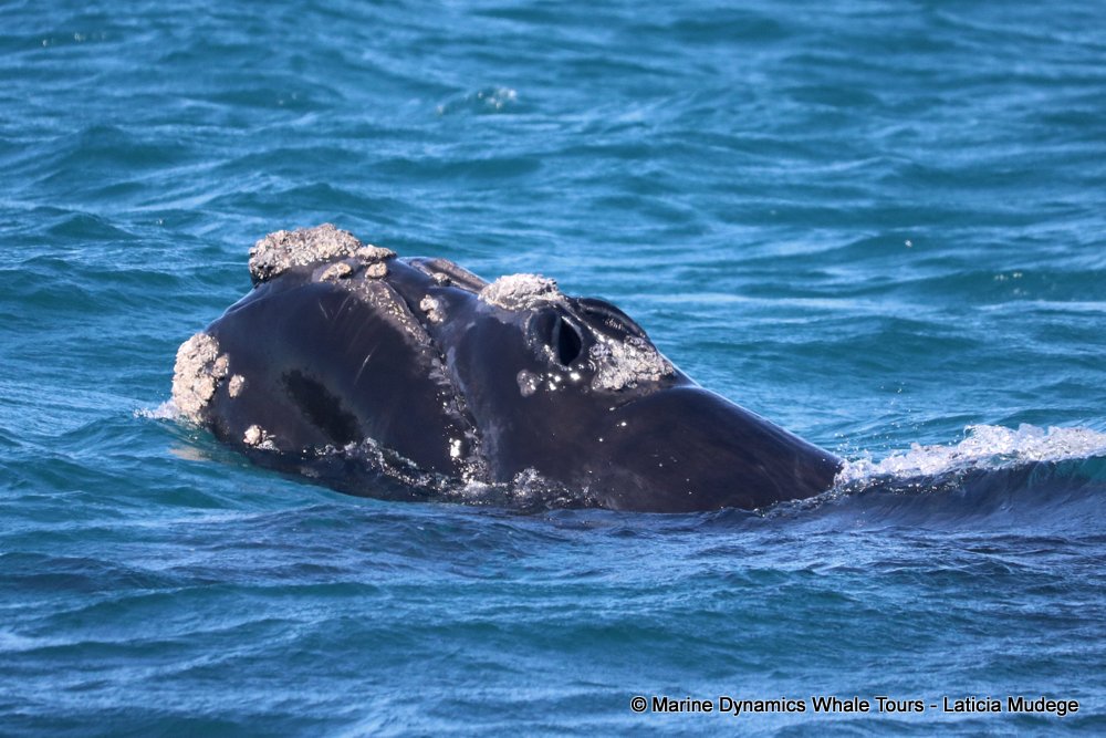 Southern right whale, whale watching, gansbaai, south africa,