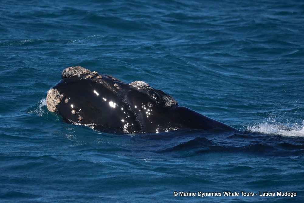 Southern right whale, whale watching, gansbaai, south africa,