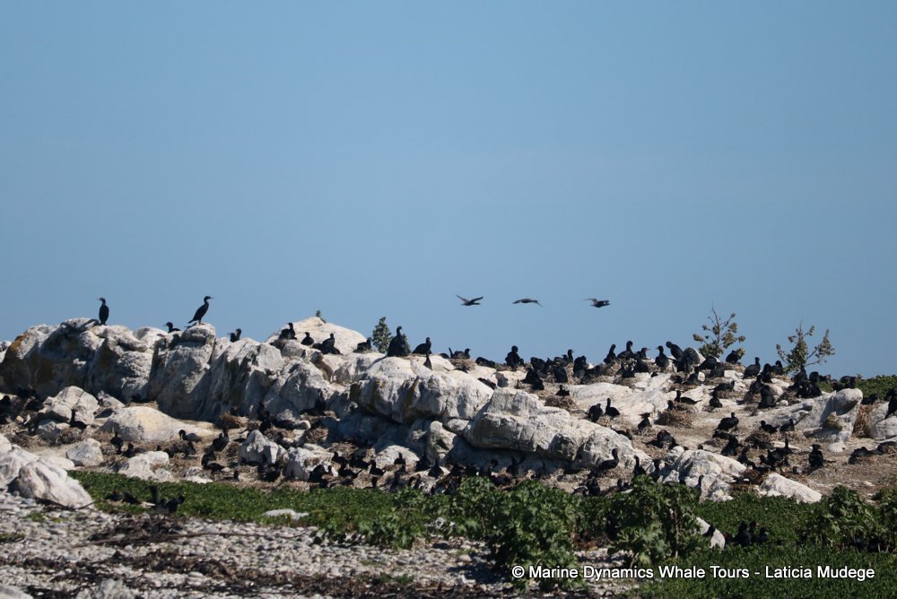 Dyer Island, whale watching, gansbaai, south africa,