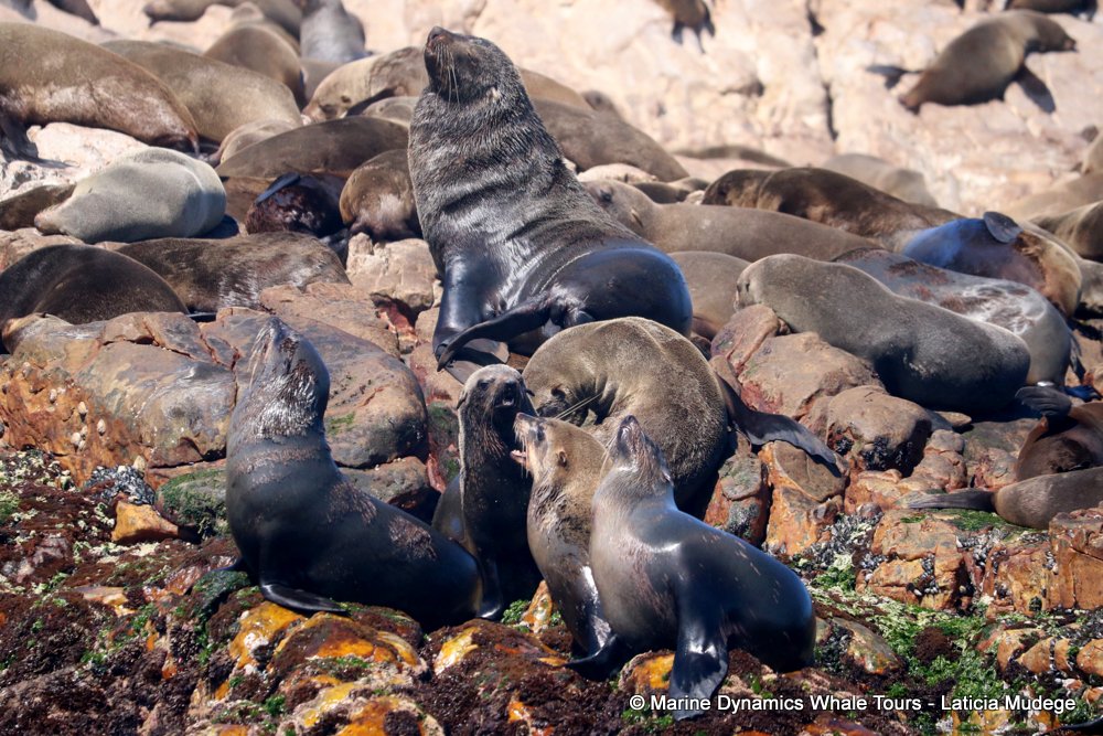 cape fur seal, whale watching, gansbaai, south africa