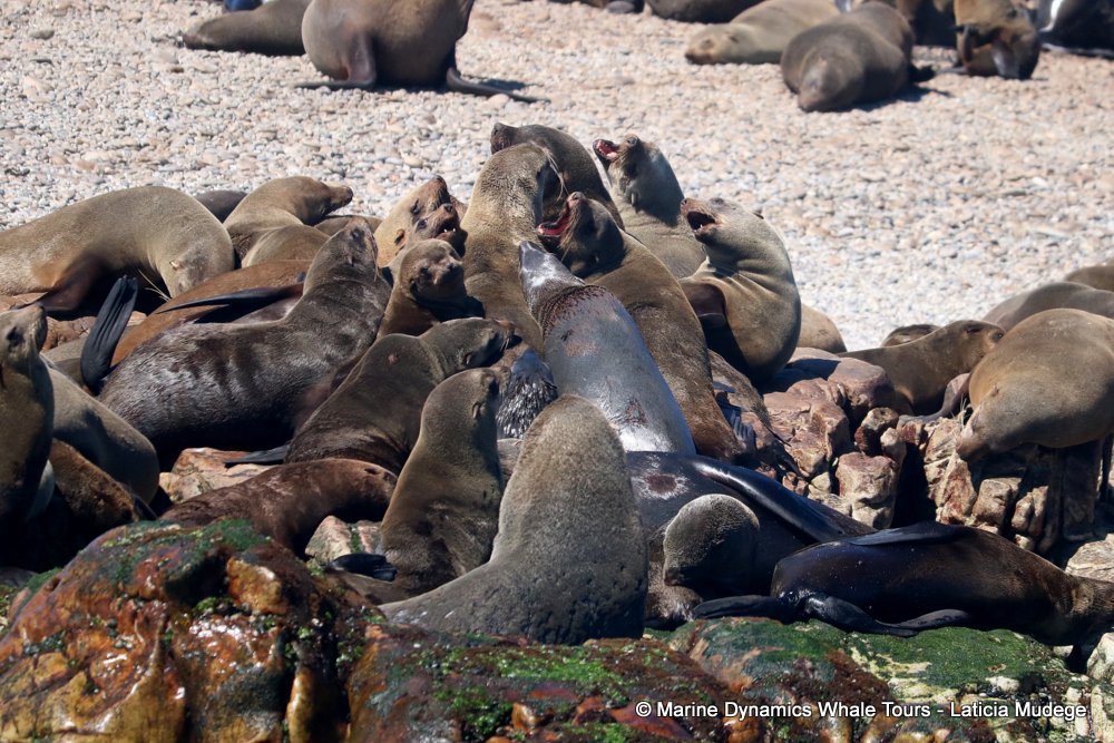 cape fur seal, whale watching, gansbaai, south africa
