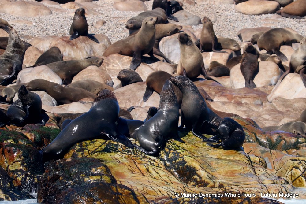 cape fur seal, whale watching, gansbaai, south africa