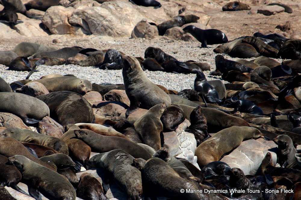 cape fur seal, whale watching, gansbaai, south africa