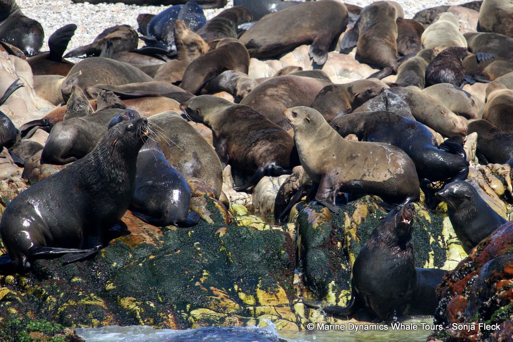cape fur seal, whale watching, gansbaai, south africa