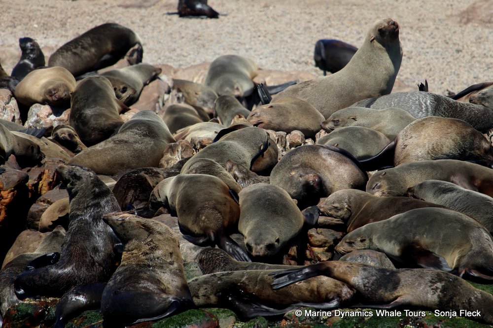 cape fur seal, whale watching, gansbaai, south africa