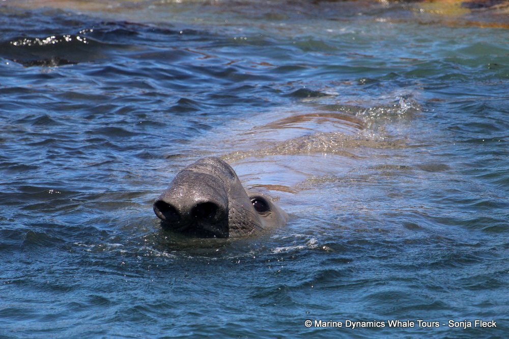 elephant seal, whale watching, gansbaai, south africa