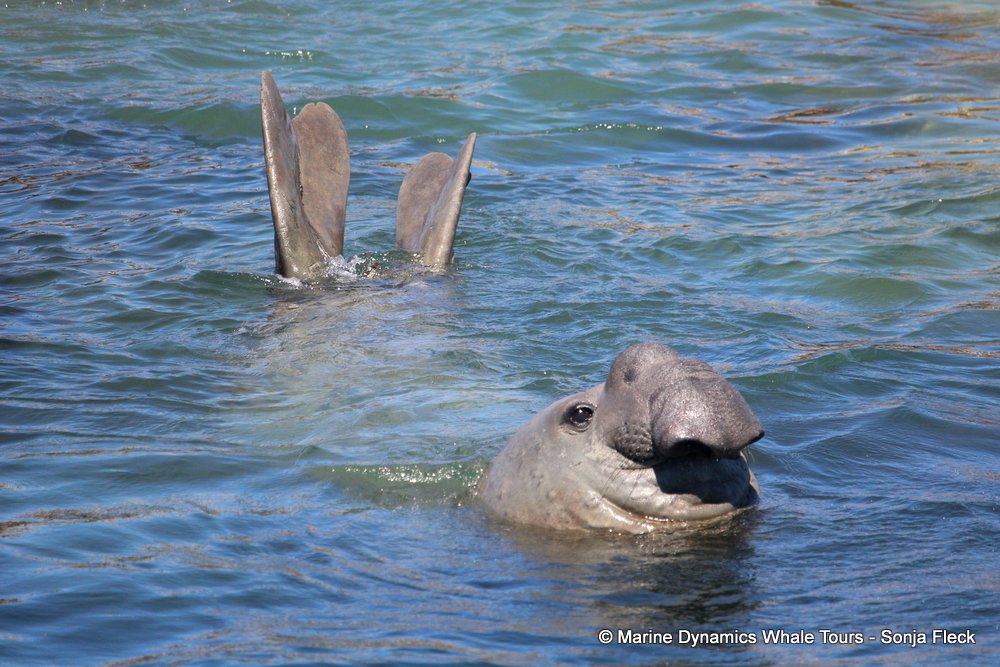 elephant seal, whale watching, gansbaai, south africa