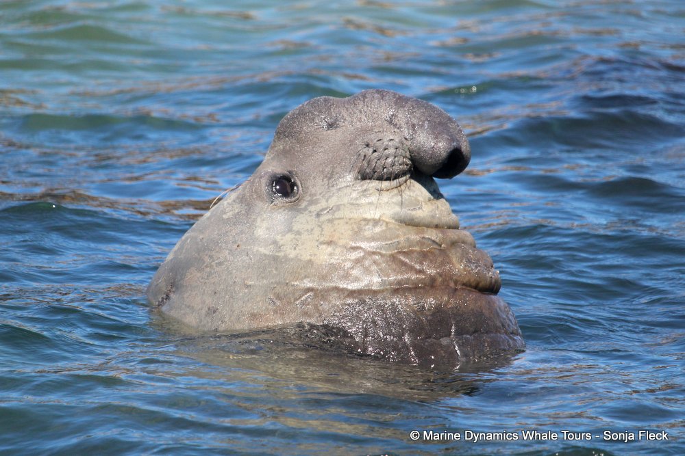 elephant seal, whale watching, gansbaai, south africa