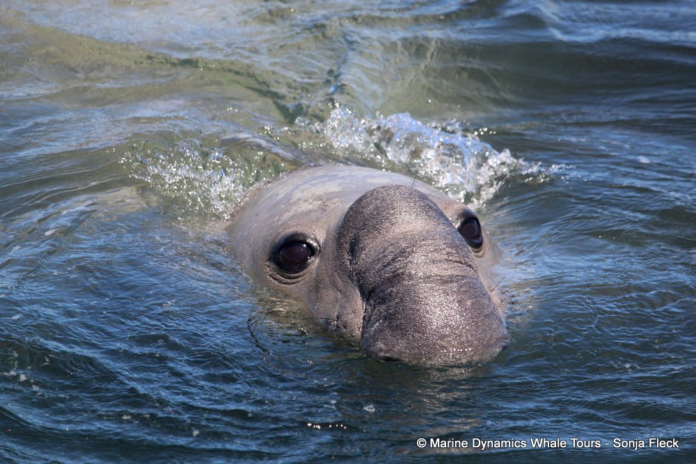 elephant seal, whale watching, gansbaai, south africa
