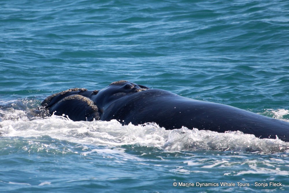 Southern right whale, whale watching, gansbaai, south africa,