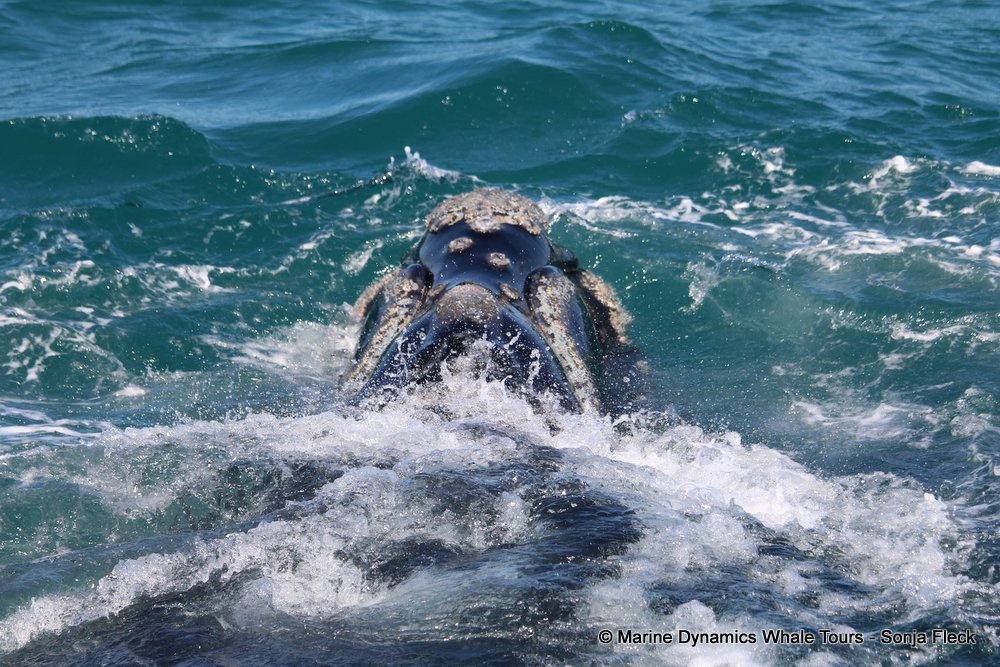 Southern right whale, whale watching, gansbaai, south africa,