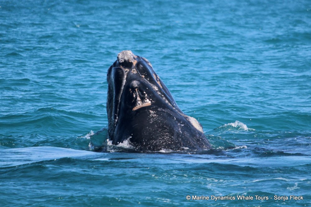 Southern right whale, whale watching, gansbaai, south africa,