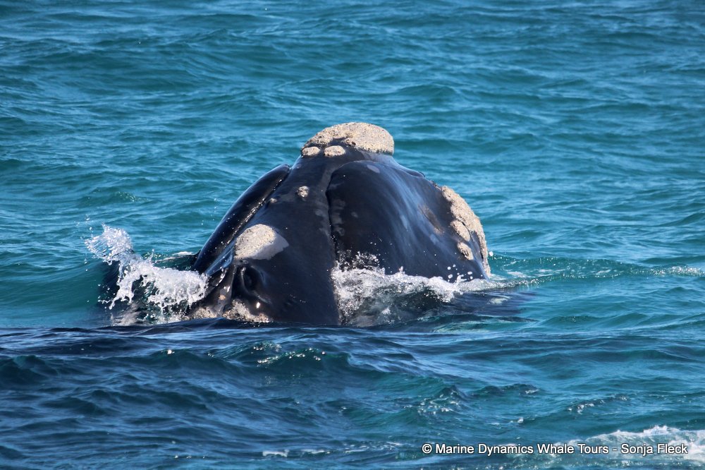 Southern right whale, whale watching, gansbaai, south africa,