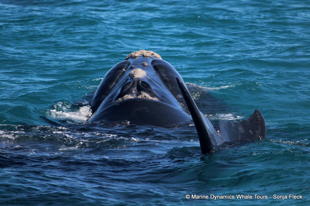 Southern right whale, whale watching, gansbaai, south africa,