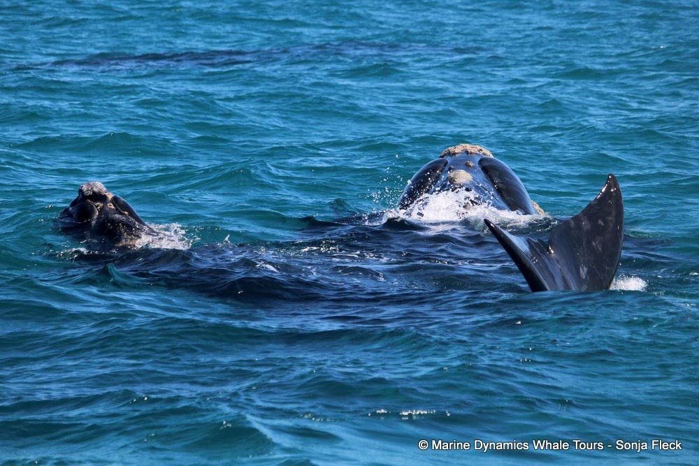 Southern right whale, whale watching, gansbaai, south africa,