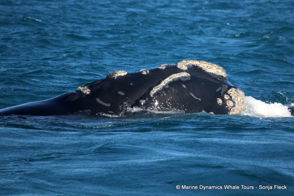 Southern right whale, whale watching, gansbaai, south africa,