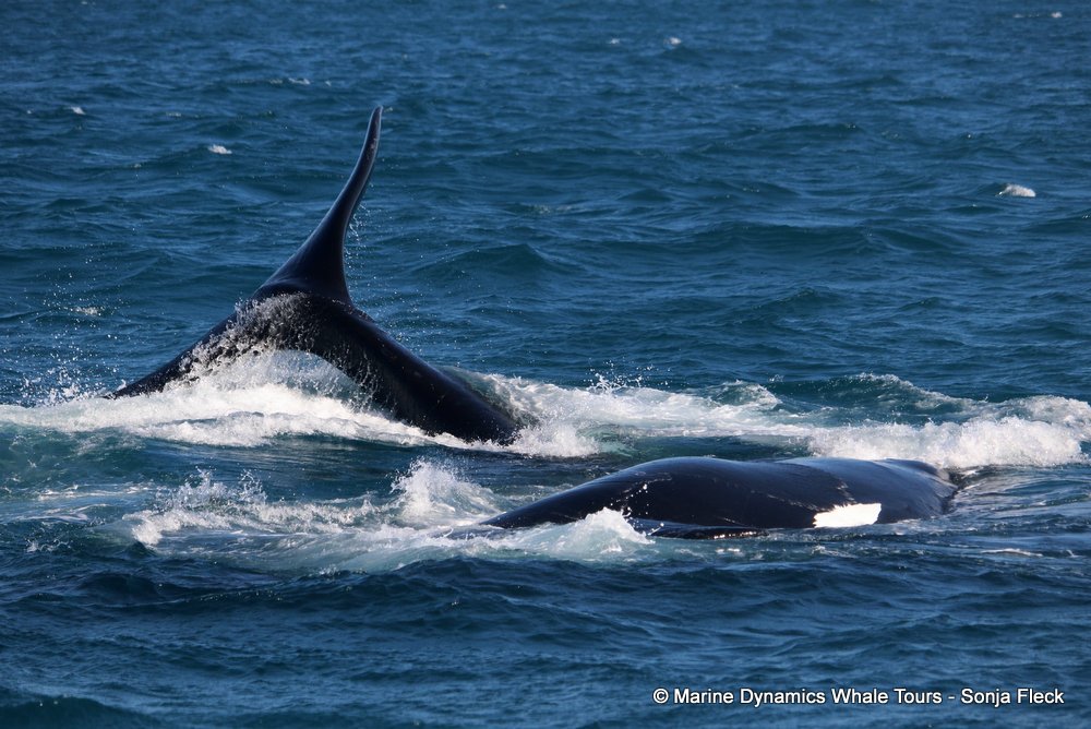 Southern right whale, whale watching, gansbaai, south africa,