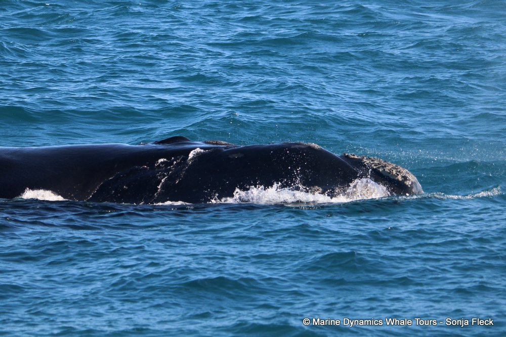 Southern right whale, whale watching, gansbaai, south africa,