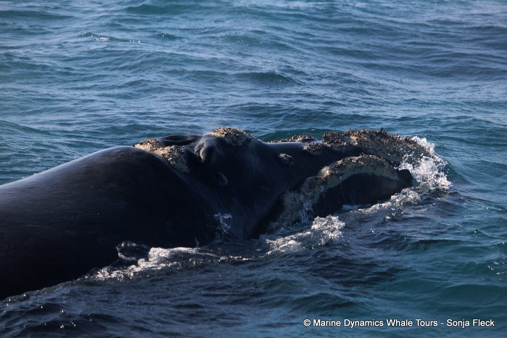 Southern right whale, whale watching, gansbaai, south africa,