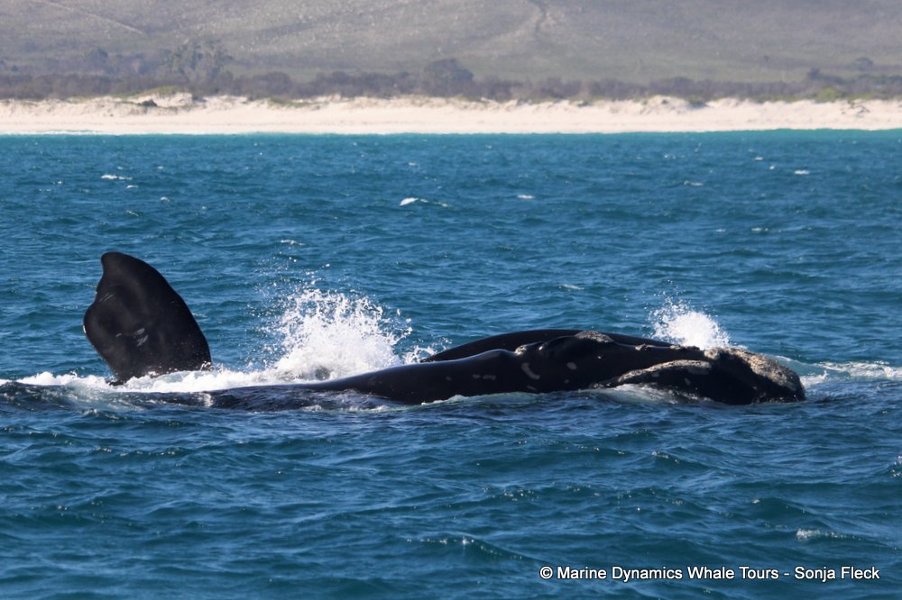 Southern right whale, whale watching, gansbaai, south africa,