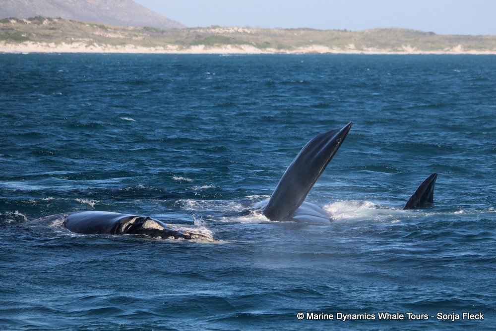 Southern right whale, whale watching, gansbaai, south africa,