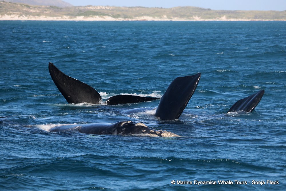 Southern right whale, whale watching, gansbaai, south africa,