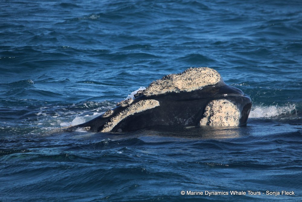 Southern right whale, whale watching, gansbaai, south africa,