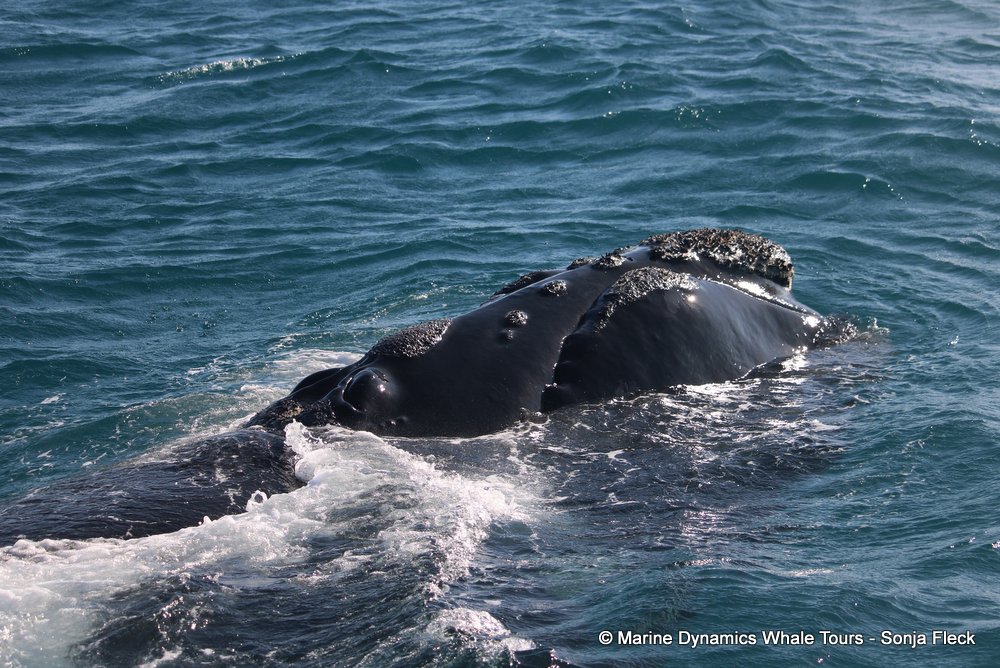 Southern right whale, whale watching, gansbaai, south africa,