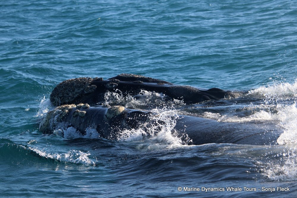 Southern right whale, whale watching, gansbaai, south africa,