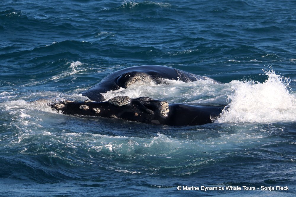 Southern right whale, whale watching, gansbaai, south africa,