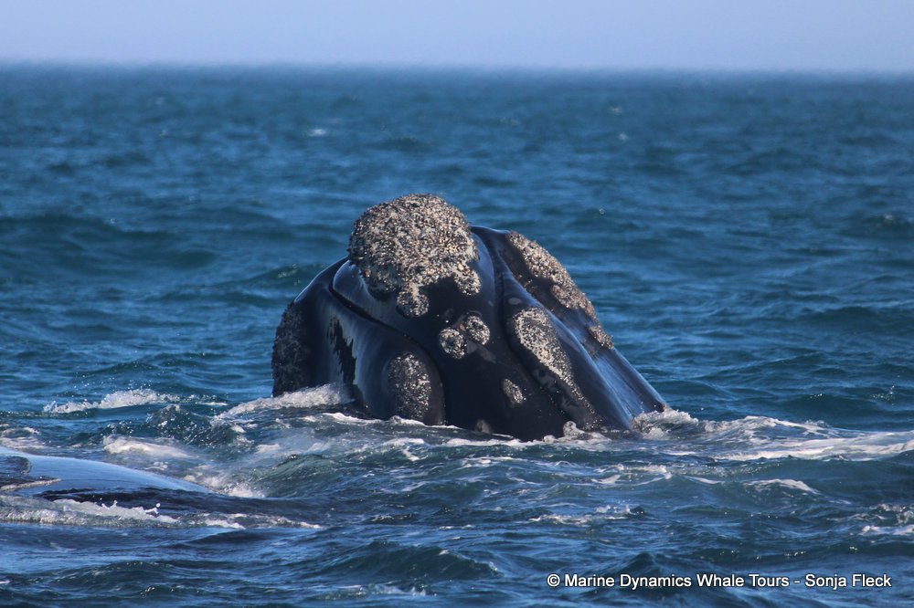 Southern right whale, whale watching, gansbaai, south africa,