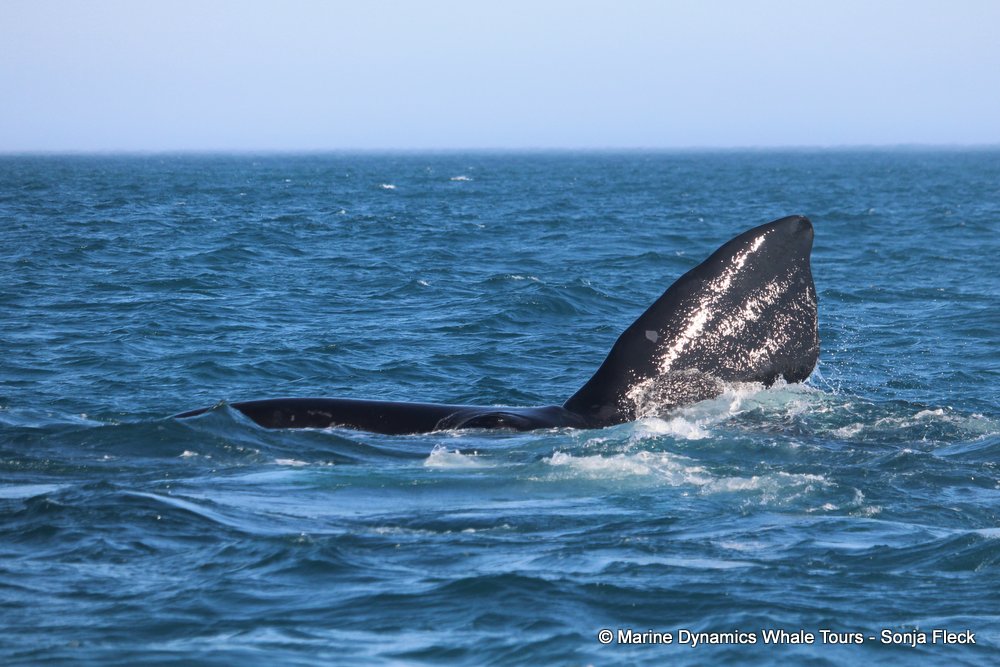 Southern right whale, whale watching, gansbaai, south africa,