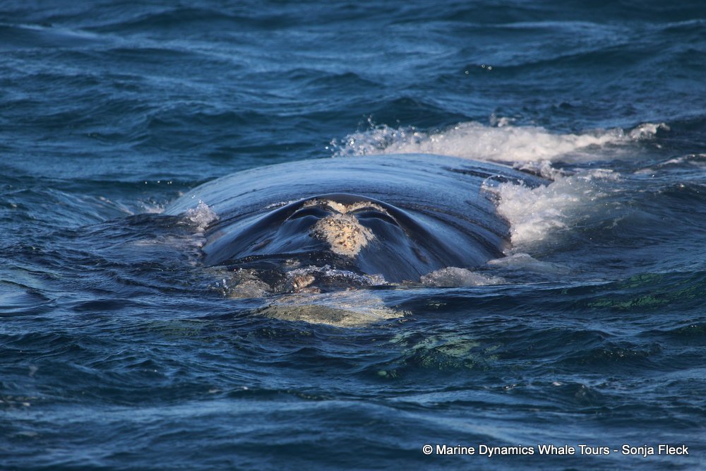 Southern right whale, whale watching, gansbaai, south africa,
