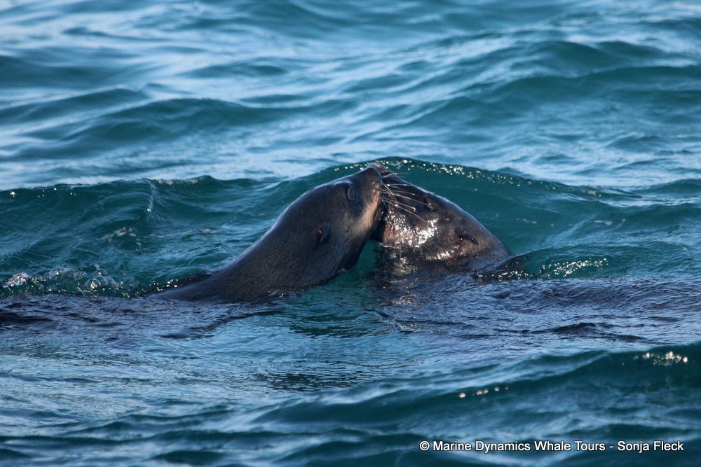 cape fur seal, whale watching, gansbaai, south africa