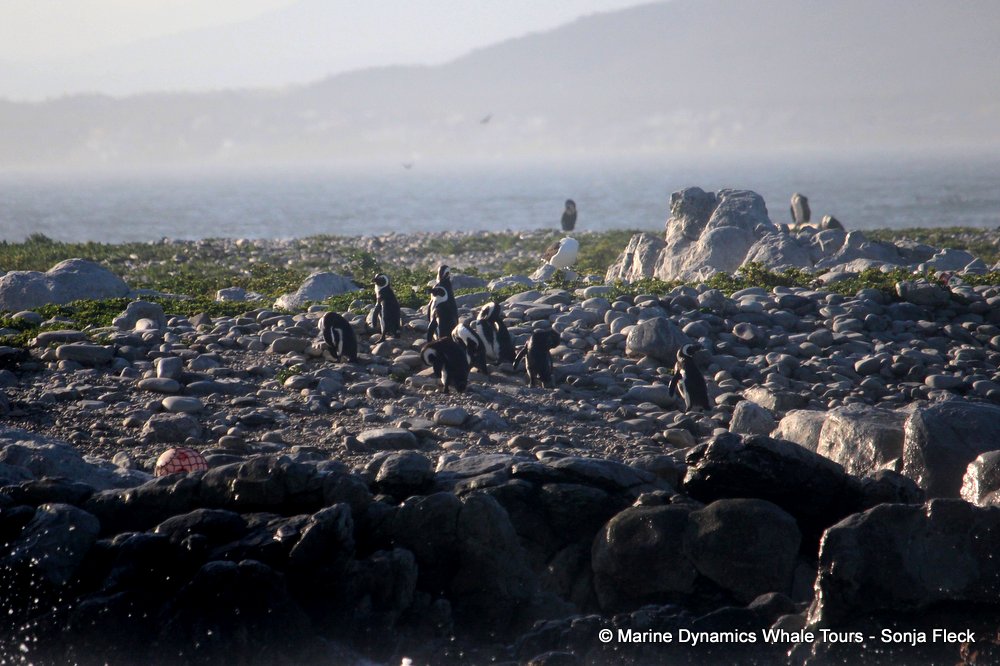 african penguin, whale watching, gansbaai, south africa