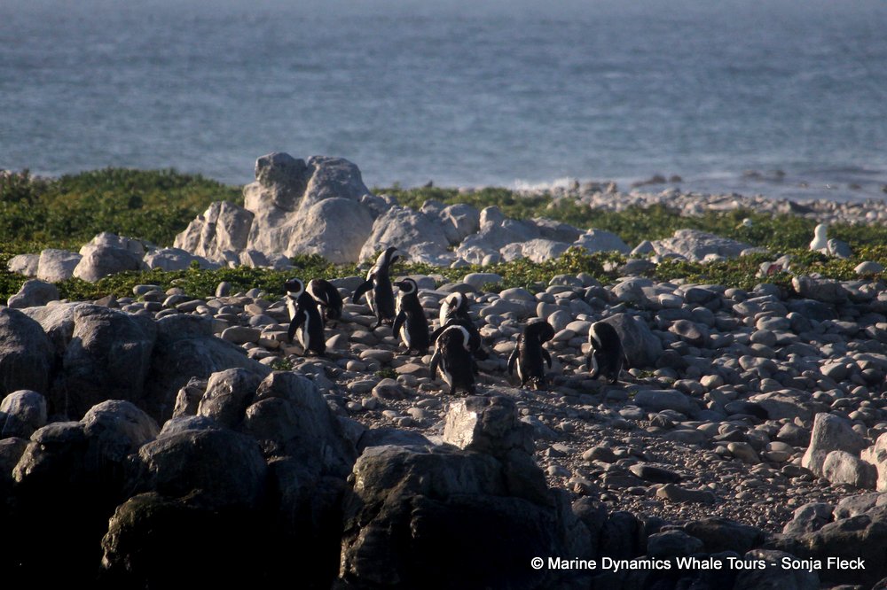 african penguin, whale watching, gansbaai, south africa