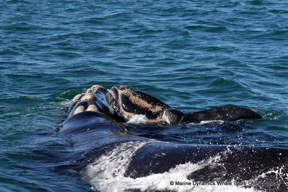 Southern right whale, whale watching, gansbaai, south africa,