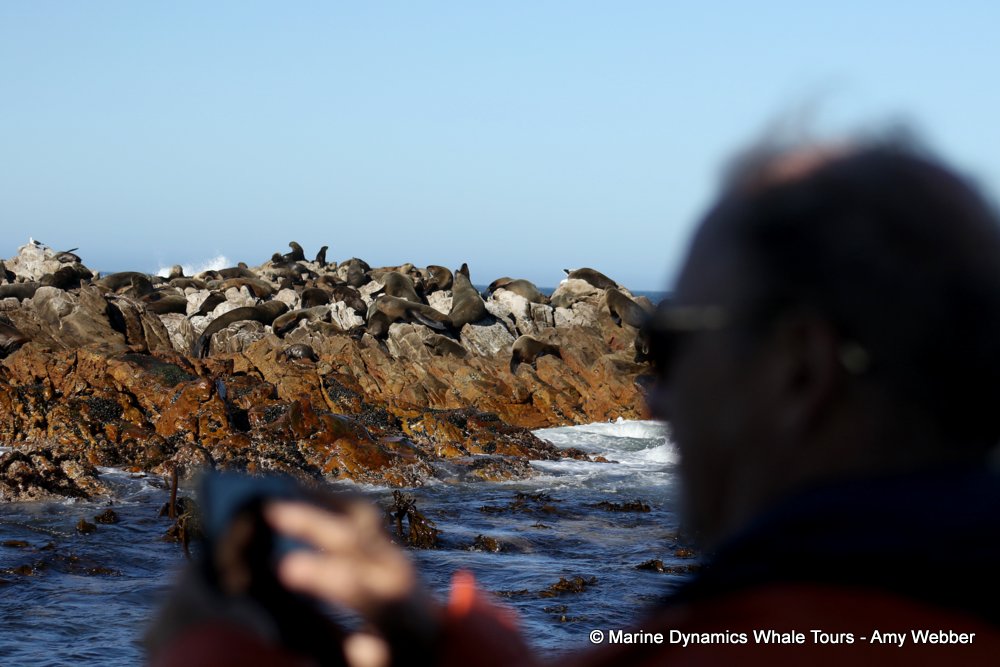 cape fur seal, whale watching, gansbaai, south africa