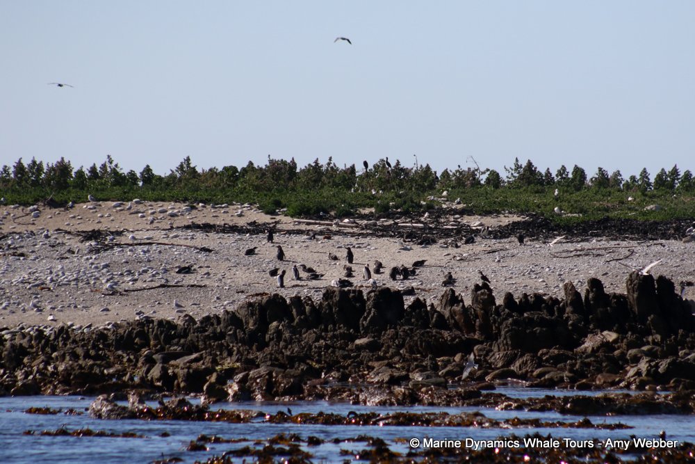 african penguin, whale watching, gansbaai, south africa
